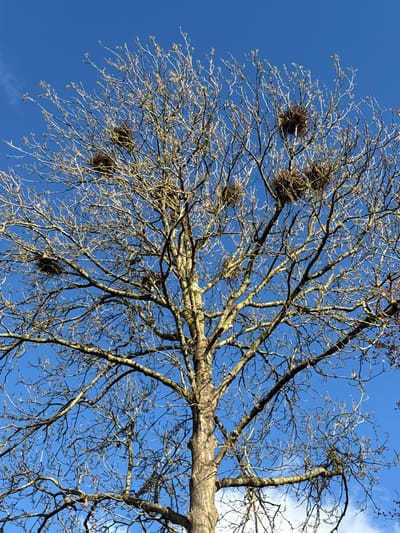 The image depicts a low-angle view of a bare tree against a clear blue sky. The tree has several large, dark, spherical masses clustered in its branches, which appear to be bird nests. The tree limbs are mostly devoid of leaves, suggesting a late autumn or winter season. The color of the limbs varies from light gray to light brown, with some areas appearing to have a slight green hue. A few thin clouds are visible in the upper right corner of the sky. The location of the image is unknown, therefore I cannot confirm it being in Dacorum, United Kingdom.