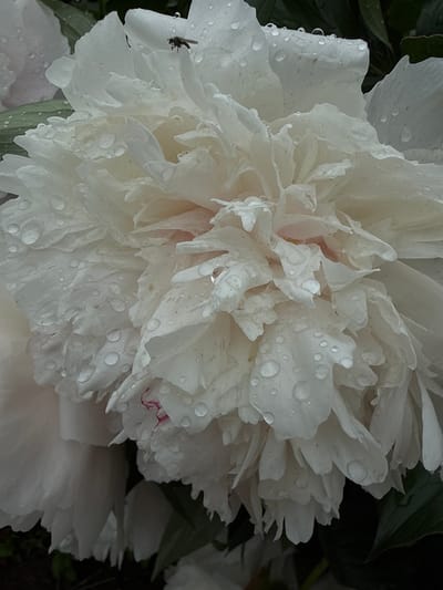 The image shows a close-up of a white peony flower covered in raindrops. A small insect, possibly a fly, is visible perched on one of the petals. The flower's petals are soft and layered, and the water droplets create a glistening effect. The background is dark and out of focus, suggesting foliage and a natural setting. The location is identified as Yakshur-Bod'ya, Russia. The scene is still and natural, capturing the delicate beauty of the flower after a rain shower. There are no people or explicit actions depicted.