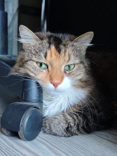 A calico cat with striking green eyes rests its head on a black office chair wheel. The cat's fur is a mix of brown, black, orange, and white, with a prominent white ruff around its neck. Its whiskers fan out from its face, some of them resting on the chair's plastic. The cat is lying on a light-colored wooden floor with a subtle striped pattern. The background is dark and out of focus, with hints of a dark metal structure, possibly part of the chair. The lighting suggests it's indoors, possibly during the day, as there's some light illuminating the cat's face and the floor. The cat's expression appears calm and perhaps a little sleepy. No text is visible in the image.