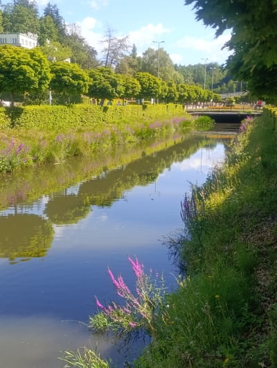 The image shows a tranquil canal in the spa town of Luhačovice, Czechia, on a clear, sunny day. The canal, with its dark blue water reflecting the blue sky and surrounding greenery, flows through a well-maintained park area. On the left bank, a meticulously trimmed green hedge forms a visual barrier, behind which are rows of evenly shaped, leafy trees. Further back, a white building with the partial word "SPOLEČ" visible on its facade is nestled amongst the trees.
The right bank of the canal is covered in lush green grass and various wildflowers, with some purple flowering plants growing along the water's edge. Sunlight casts a dappled light on this side of the canal. In the middle distance, a pedestrian bridge with a dark railing spans the canal, and several people are visible walking across it. Lampposts are spaced along the pathway on either side of the canal, suggesting it is a public thoroughfare. The overall scene evokes a sense of peace and natural beauty within an urban setting.