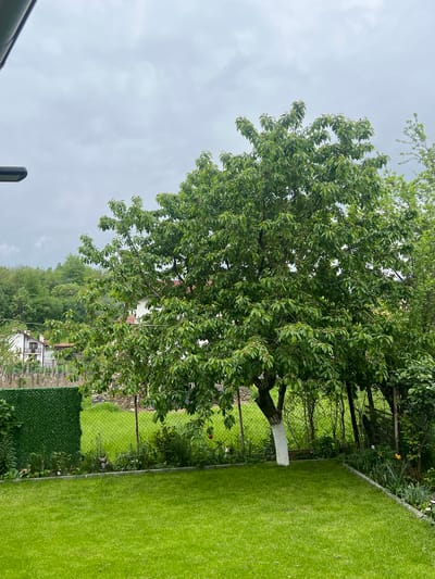 The image depicts an outdoor scene in Kornitsa, Bulgaria. A large, leafy tree with a white-painted trunk dominates the left side of the frame. To the right of the tree is a section of neatly mowed green lawn. A chain-link fence runs along the property line behind the tree, separating it from a neighboring yard or field. Behind the fence, there is a house and greenery. The sky is overcast. A black object is visible in the lower left corner of the image, possibly part of a structure or vehicle.
