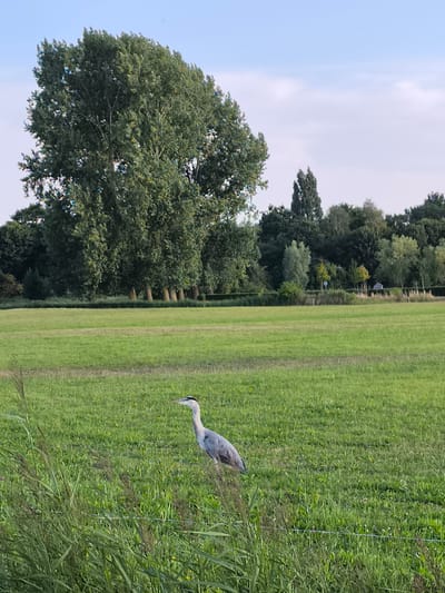The image depicts a wide, green, grassy field with a large, mature tree on the left side, dominating the background. A line of trees forms a dense border behind the field. In the middle ground, a grey heron stands in the grass, facing left. In the foreground, tall, green grass and reeds are visible, with a thin wire fence running horizontally. The sky is a pale blue with scattered white clouds. The scene appears to be a natural or park-like setting, likely in Oudorp, Netherlands, given the context. There are no people visible in the image. The overall impression is of a tranquil, rural landscape.