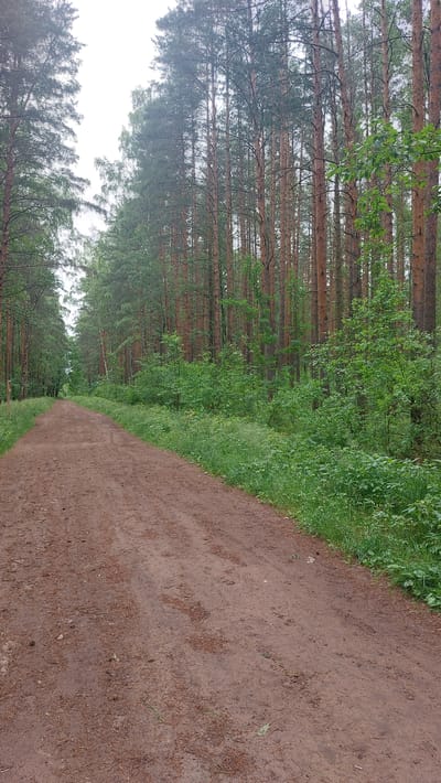 A dirt path winds through a pine forest with lush green undergrowth. The path is moderately wide and appears to be a well-trodden trail. The trees are tall and densely packed, with reddish-brown bark characteristic of pine trees. The sky is overcast, creating a diffused light throughout the scene. The environment suggests a natural, undeveloped area, likely a park or a nature reserve within or on the outskirts of Posyolok Imeni Morozova, Russia. No people or animals are visible.