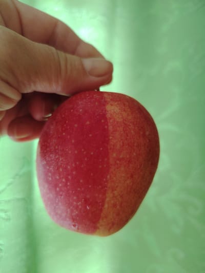 An extreme close-up shot shows a hand holding a red and yellow apple against a blurred green background. The apple is the primary subject, with its skin appearing slightly moist. The hand, with visible knuckles and fingernails, is positioned on the left side of the frame, supporting the apple. The background is a textured, light green fabric, possibly a tablecloth or curtain, with subtle patterns. The lighting is bright, casting a soft glow on the subjects. The image does not contain information relevant to a specific location in Kryvets, Russia.