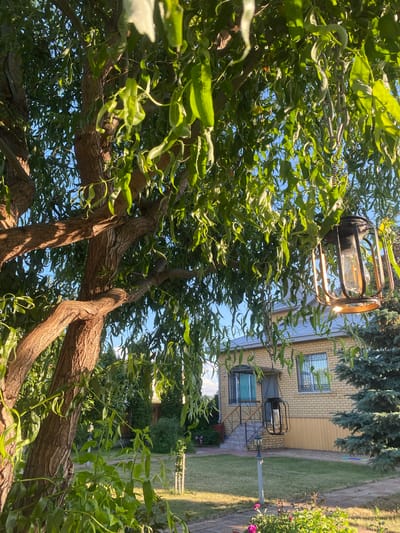 A hanging lantern made of black metal and glass is suspended from a tree by chains. The lantern contains an Edison bulb. The tree has a textured brown bark and is covered in green leaves. In the background, a yellow brick house with a gray roof and a gray stone foundation is visible. The house has two windows with decorative metal grates. There is a set of stairs leading to the front door. To the right of the house, a blue spruce tree stands tall. The foreground shows a green lawn, a paved walkway, and pink flowers. The sky is clear and blue. The scene appears to be a residential area in Volzhsk, Russia.
