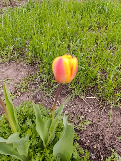 This image captures an outdoor scene, likely a garden or natural area in Новоалександровка, Russia, during springtime. The central subject is a single tulip flower, prominently positioned in the mid-ground. The tulip's petals display a vibrant blend of colors, transitioning from reddish-pink at the base to bright yellow at the top. The flower itself is softly out of focus, creating a shallow depth of field that highlights the foreground.
Beneath the tulip, its broad, green leaves are visible in sharper focus, along with other smaller, fern-like green plants growing close to the ground. The soil around the base of the plants is dark and appears moist.
The background is dominated by a dense patch of lush, vibrant green grass, also slightly out of focus, extending across the upper portion of the frame. Scattered patches of bare earth are visible between the grass clumps and around the foreground elements.
The lighting suggests natural daylight, possibly under an overcast sky or soft sun, as there are no harsh shadows. No human activity or visible text is present in the image. The overall impression is one of fresh, early spring growth in a natural or cultivated outdoor setting.