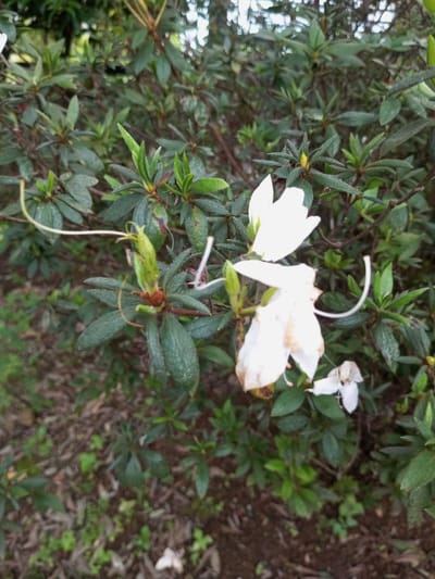 A close-up photograph depicts a flowering shrub within the city of Naya andura, India. The plant features dense, dark green, ovate leaves. Three white flowers are visible: two prominent, bell-shaped blossoms in the mid-right, one appearing fresh and the other displaying browning on its petals, and a smaller, wilted specimen near the lower right. Each flower exhibits long, curved, white stamens or styles. A green, elongated seed pod is present on the left, accompanied by a thin, white filament. The immediate ground cover consists of brown leaf litter and soil. Background foliage is blurred green. No individuals are present.