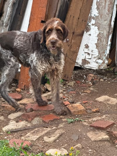The image depicts a brown and white wirehaired dog with a shaggy coat, possibly a Griffon or a similar breed, outdoors. The dog is positioned in the foreground, appearing to be on a tether, with its head turned towards the camera. Its expression is alert and curious. The background consists of a weathered wooden structure with peeling white paint and rough-hewn wooden planks, suggesting an aged, possibly rural setting. The ground beneath the dog is a mixture of dirt, scattered bricks, and small stones. Some sparse green vegetation is visible, particularly on the right side of the image, and a few small yellow wildflowers are present. The lighting suggests it is daytime, possibly overcast, as there are no strong shadows. The overall scene conveys a sense of rustic simplicity and domesticity. The location is identified as Ptichnik, Russia.