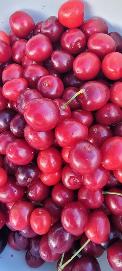This media file is a close-up, top-down shot of a large pile of ripe, red cherries. The cherries are varied in color, with some being a bright, glossy red and others a deeper, richer red, with a few appearing almost black. Some cherries still have their stems attached, which are thin and green. The surface of the cherries is slightly wet, suggesting they may have been recently washed or are glistening with dew.
The setting appears to be an outdoor environment, possibly a garden or a fruit stand, given the natural lighting and the abundance of fresh fruit. The lighting suggests it is daytime, with the sun highlighting the glossy surfaces of the cherries. There are no people visible in the image. The focus is entirely on the fruit, showcasing their texture and vibrant colors. The way the cherries are piled up indicates they are likely being prepared for sale, consumption, or preservation.
The scene evokes a sense of freshness and abundance, typical of harvest time. The location context of Höslwang, Germany, might suggest this is a representation of local produce from that region. No text is visible in the media file.