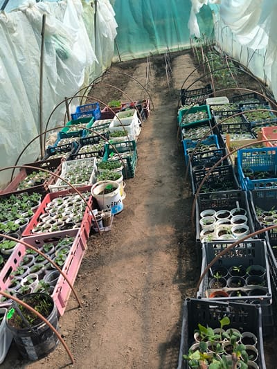 The image depicts the interior of a greenhouse, potentially located near Dolistovo, Bulgaria. The space is organized with two parallel rows of plants in various stages of growth, held within an assortment of plastic crates. A dirt path runs between these rows. Arched metal supports run along the length of the rows, possibly for structural reinforcement or to support netting or other covering material. The greenhouse walls are constructed from semi-transparent plastic sheeting, with the top portion appearing to be a green netting material. No people are visible in the scene. The subject is a horticultural nursery or propagation setup. Visible objects include plastic crates in various colors, potted plants, metal supports, soil, and greenhouse plastic. The action occurring involves the cultivation and nurturing of young plants.