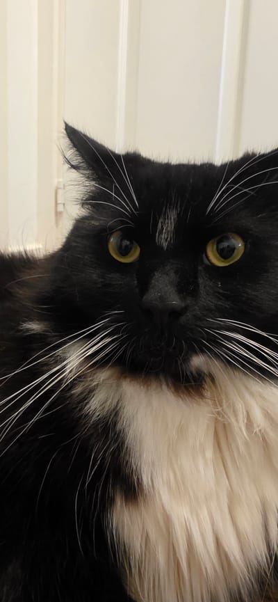 A close-up, chest-up vertical portrait of a black and white domestic cat with striking yellow eyes and long white whiskers. The cat is positioned centrally in the frame, facing forward, with its gaze directed at the viewer. Its fur is a mix of black and white, with a prominent white chest and chin area. The background consists of a cream-colored, vertical panelled surface, suggesting an indoor environment, possibly a door or wall, with a subtle shadow cast to the left. The lighting appears to be artificial and is focused on the cat. The image was taken in Peterborough, United Kingdom.