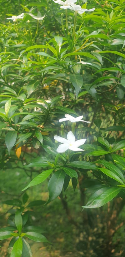 In Rooppur, Bangladesh, a close-up, vertical shot showcases lush green foliage surrounding delicate white flowers. The flowers, with their five pointed petals, are the primary subjects, with two in sharp focus in the center of the frame and another blurred in the upper left. The leaves are dense, creating a natural, verdant backdrop. Some of the flowers appear to be budding, indicated by the presence of green sepals and elongated stems. The lighting suggests it might be daylight, with soft illumination highlighting the textures of the leaves and petals. The background is a blur of greens and browns, indicating a natural outdoor setting, possibly a garden or park in Rooppur.