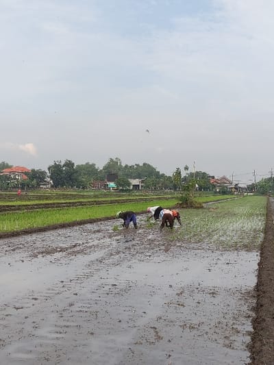 This media file captures a scene of agricultural activity in Wonoayu, Indonesia. The dominant feature is a vast expanse of flooded rice paddies under an overcast sky.
Three individuals are visible in the foreground and midground, actively engaged in manual labor within the water-filled fields. They are bent over, presumably planting rice seedlings. The person on the left wears a light top and dark pants, the middle person a white top and dark lower garment, and the person on the right an orange/brown top with dark pants. Their posture indicates focused work.
In the background, beyond the rice fields, a line of lush green trees is visible, with several residential buildings and structures nestled among them, suggesting a rural or semi-urban setting. The sky is a uniform, light grey, indicating an overcast or cloudy day, which provides diffused lighting across the landscape. The time of day appears to be daytime, likely late morning or early afternoon, given the ambient light.
The scene depicts traditional farming practices, highlighting the labor-intensive nature of rice cultivation in the region. There is no visible text in the image.