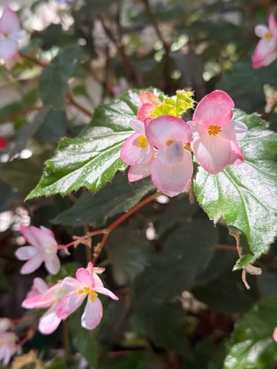 A close-up, overhead shot features a cluster of delicate pink and white begonia flowers and their green, serrated leaves. The flowers, with their translucent petals and yellow centers, are the primary focus, basking in the bright sunlight that highlights their vibrant colors and delicate textures. Some of the leaves have a slightly fuzzy appearance and are catching the light, creating a shimmering effect. The background is a blur of dark green foliage and hints of a bright blue sky, suggesting an outdoor setting. The image was taken in a garden within Beer Tuvia Regional Council, Israel.