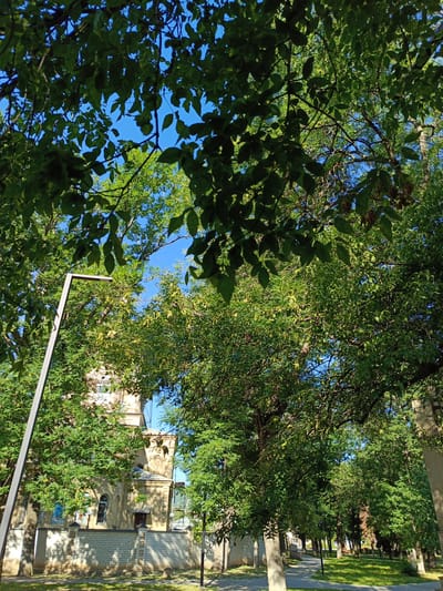 This is a full-shot, eye-level, outdoor, daytime, natural light photograph taken in Ust-Dzheguta, Russia. The image captures a street lined with trees in a park-like setting. In the background, a light-colored building with an arched window and a tower can be seen, partially obscured by the dense green foliage of the trees. A modern, grey lamppost stands to the left of the frame, its structure extending upwards and partially covered by leaves. A paved walkway runs through the park, with neatly mown green grass on either side. The sky is a clear, bright blue. The composition is dominated by the vibrant green of the leaves, with the sunlight filtering through them, casting shadows on the ground and walkway.