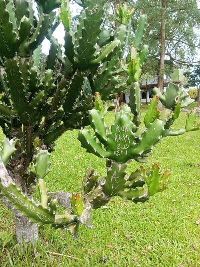 A close-up depicts a green, multi-branched cactus. The cactus is planted outdoors on a grassy lawn. Many branches are carved with names or initials. The texture of the cactus is ridged and slightly spiky. A building and trees are visible in the blurred background. The base of the cactus resembles a tree trunk. The lighting appears to be natural daylight.