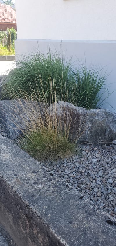 This media file displays a close-up, side-view of a garden bed filled with ornamental grasses and large rocks, with a white wall in the background. The ornamental grasses are lush and green, with some stalks appearing dry and golden. They are planted alongside and among large, grey rocks. To the right of the grasses and rocks is a bed of small, grey gravel, and a dark grey paved surface. The scene is brightly lit, suggesting it is daytime. The image shows no people or animals. There is no visible text in the media file. The setting appears to be a modern garden or landscaping feature. The context provided indicates the location is Achern, Germany.