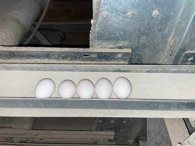 Within an industrial facility in Shuyene Vosta, Afghanistan, five white, ovate eggs are aligned horizontally on a textured, light-colored conveyor belt. The eggs are uniformly spaced. The conveyor system is constructed from various dusty metallic components, including horizontal support beams, bolted panels, and a segment of a metal drive chain visible in the upper right portion of the frame. A large, soiled pipe or duct is positioned horizontally in the upper background, with additional wooden structural elements visible deeper within the scene. The overall environment appears to be an interior space, likely related to agricultural processing.