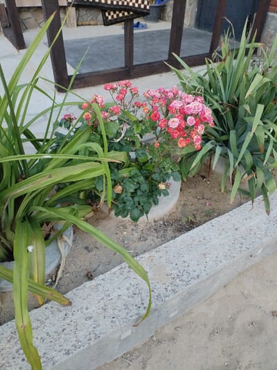 A close-up, eye-level shot captures a cluster of small pink and red roses in a planter. To the left, a broad-leafed green plant with long, pointed leaves partially obscures the roses. To the right, another green plant with similar sword-like leaves stands tall. The plants are situated near a concrete border that separates them from a sandy area. In the background, dark brown wooden posts and a textured stone wall are visible, suggesting an outdoor setting, possibly a patio or entrance. The scene is well-lit, with natural light casting subtle shadows.
