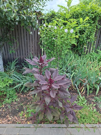 The image depicts a garden scene in Bardar, Moldova. In the foreground, a tall, dark red amaranth plant with feathery seed heads dominates the center. It is surrounded by green foliage, including iris-like plants with long, slender leaves. A grey stone pathway runs along the bottom edge of the frame. In the background, a weathered wooden fence separates the garden from more dense greenery and a tree with light green leaves. A few small white flowers are visible on a bush behind the amaranth. The lighting suggests it is daytime with overcast skies.