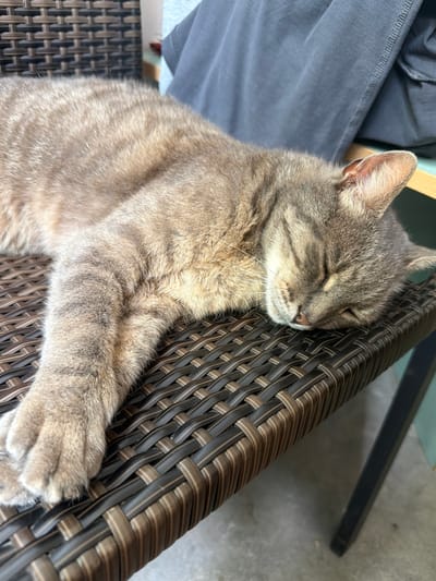 A domestic short-haired cat, predominantly grey tabby with dark stripes, is sleeping on a woven brown chair. The cat is lying on its side with its eyes closed and its paws extended. The chair appears to be made of a wicker-like material and has a dark metal frame. In the background, a dark grey fabric, possibly clothing, is draped over something. The scene suggests an indoor or sheltered outdoor setting. The image does not contain any information about the city of Prosena, Bulgaria.