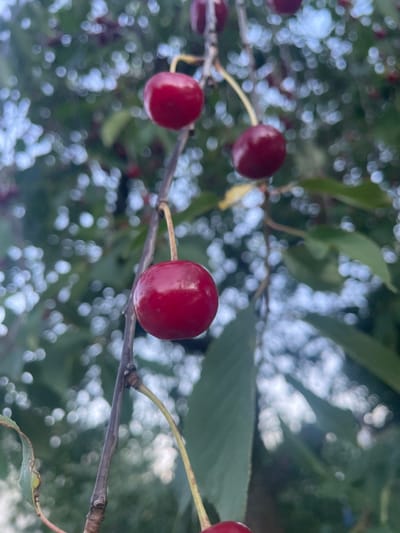 This image captures a close-up view of several ripe, red cherries hanging from a branch against a blurred background of green leaves and bright, out-of-focus light spots, likely sunlight filtering through the foliage. The cherries are plump and glossy, with thin stems connecting them to the branch. One cherry is prominently featured in the foreground, while others are visible higher up and to the right on the same branch. The focus is sharp on the cherries and the branch, with the surrounding environment softly rendered. The scene appears to be set outdoors, possibly in a garden or orchard, with no indication of urban structures or specific landmarks within Бабовіцкі сельскі Савет, Belarus. There are no people or animals present in the image. The overall impression is one of natural growth and ripeness.