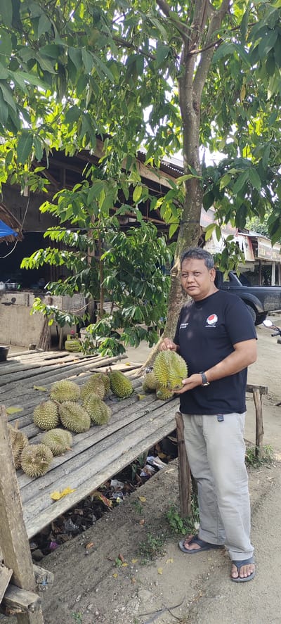 In Kilometer Delapan, Indonesia, a man stands near a wooden platform laden with durians, a thorny fruit. He is wearing a black t-shirt and light-colored pants, with dark sandals on his feet. He holds one durian in his hands, showcasing it. Behind him, a building with a corrugated roof and a black pickup truck are visible. The scene is under the shade of a tree with lush green leaves, suggesting an outdoor setting, possibly a market or roadside stall. The ground is a mix of dirt and scattered debris.