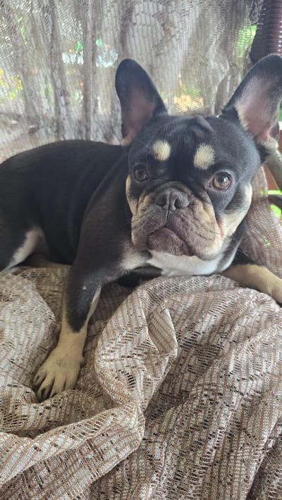 A tri-color French bulldog is lying on a patterned fabric. The dog has black, tan, and white markings. Its ears are large and erect. The dog's eyes are brown and it is looking directly at the camera. The fabric appears to be a loosely woven material with a textured pattern. The background is out of focus and appears to be an outdoor setting with greenery visible through a sheer curtain. The overall scene suggests a relaxed and casual environment, possibly a porch or patio.