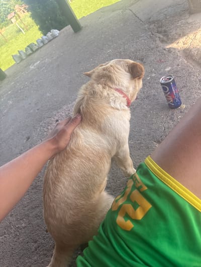 An overhead outdoor shot shows a light-skinned person wearing green athletic shorts with yellow trim and the number "52" on the right leg. The person's left arm and hand are resting on and petting a medium-sized tan-colored dog with a red collar lying on a gray concrete surface. To the left of the dog is a can of Orix Tutti Frutti flavored energy drink. In the lower left corner, a glimpse of grass and steps can be seen. The photograph was taken in Septemvritsi, Bulgaria.