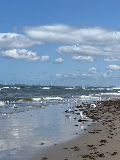 The image depicts a coastal scene on a bright, partly cloudy day. In the foreground, a sandy beach is covered in seaweed, with small waves lapping at the shore. Numerous seagulls are present, scattered across the sand and in the shallow water. The sea is choppy with whitecaps. In the distance, a coastline is visible with various industrial structures, including wind turbines, factories, and port facilities. The sky is a clear blue with scattered white clouds. The overall impression is that of a somewhat industrial coastal landscape, with seagulls being the primary living subjects.