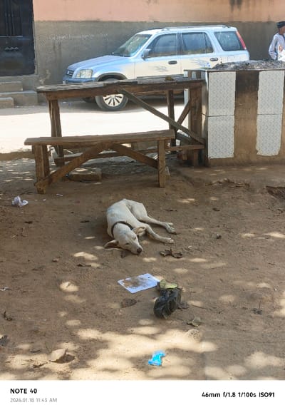 An outdoor scene in Tudun Wazurchi, Nigeria, depicts a dusty, unpaved area under bright daylight. In the foreground, a light-colored dog with a dark collar is lying on its left side on the dirt ground, appearing to rest or sleep. Scattered litter on the ground near the dog includes crumpled white paper, a stained white paper, a small black plastic bag, and a crumpled bright blue plastic item.

In the mid-ground, a weathered wooden table with a matching wooden bench underneath stands prominently. To the right of the furniture, a fixed structure with two vertical sections of white patterned material, separated by a dark, possibly charred strip, is visible.

The background features a silver first-generation Honda CR-V SUV parked parallel to a light brown building wall. A dark door is visible on the left side of the building. A person wearing light-colored clothing and a dark cap is partially visible on the far right, standing next to the rear of the SUV. Faint, indecipherable writing is present on the building wall behind the vehicle. Dappled shadows from overhead cover are cast across the dusty ground.