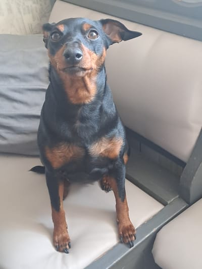 The image depicts a black and tan dog, likely a Miniature Pinscher or similar small breed, sitting on a light-colored upholstered surface indoors. The dog, positioned centrally, is facing directly forward with dark, attentive eyes and a dark nose. Its fur is short, with distinct tan markings on its muzzle, above its eyes, on its chest, and on its legs. Its ears are partially erect, and its claws are visible on its front paws, which are placed together. To the dog's left, a darker gray cushion is visible. To its right, and partially behind it, is a light-colored backrest cushion and a dark gray or olive-green painted wooden frame of the furniture, suggesting a sofa or bench. The background on the upper left shows an indistinct, light-colored patterned surface, possibly a wall covering or textile. The scene is located within a residence in the city of Yegoryevsk, Russia.