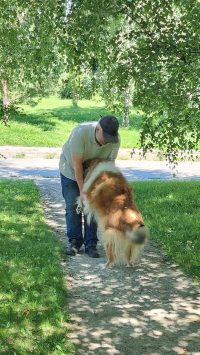 In Верзилово, Russia, a man wearing a light green polo shirt, blue jeans, and a black baseball cap is standing on a gravel path under a canopy of green trees. He is holding a large, long-haired dog, which is predominantly golden brown with white markings. The dog is standing on its hind legs, leaning into the man. The path is bordered by green grass. In the background, there is a paved road and more greenery. The sun is shining, casting dappled shadows from the leaves onto the path.