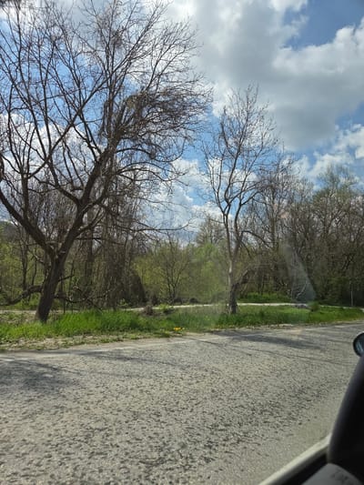 The image shows a view from inside a vehicle, possibly a car, traveling on an asphalt road. The road is gray and textured. To the right of the road is a patch of green grass with scattered yellow flowers. Beyond the grass, trees line the roadside, some with bare branches reaching towards a blue sky with scattered clouds. The environment suggests a rural or suburban area, but the specific location cannot be confirmed as Leshnitsa, Bulgaria without additional information. No people are visible in the scene. The vehicle is in motion.