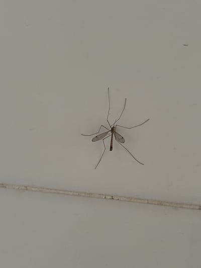 A crane fly is perched on a textured, light-colored surface, possibly a wall or ceiling. The insect is dark brown with long, slender legs and wings. The surface has a horizontal line running across the lower portion of the image, suggesting a seam or joint. The lighting is even, and there are no other prominent objects or figures in the scene. The overall impression is a close-up view of an insect in a domestic or indoor setting. The location in Campezo / Kanpezu, Spain, does not provide specific contextual information about this particular image, as it focuses on a single insect against a plain background.