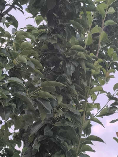 The image shows a close-up view of dense green foliage, likely from a tree or shrub, against a soft, pale sky. The leaves are varied in size and shape, with some appearing broad and others more elongated, all in various shades of green. Sunlight filters through the leaves, creating dappled light and shadows. The texture of the leaves suggests a waxy or leathery surface. The overall impression is one of natural abundance and perhaps a slightly overgrown or wild setting. The location in Dobrogea Veche, Moldova, is not visually evident from the image itself, which focuses solely on the vegetation. There are no people, man-made objects, or specific environmental features like buildings or roads visible.