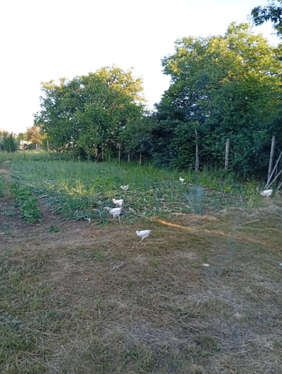 A group of white chickens are scattered across a grassy area with some leafy green plants and vegetation in a rural outdoor setting. There are trees in the background. The image appears to be taken in Buțeni, Moldova.