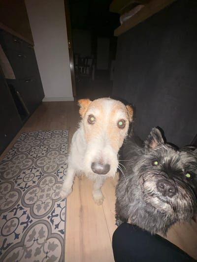 Two dogs, one with tan and white fur and the other with grey, look directly at the camera. They stand on a patterned floor with a kitchen counter visible in the background. The overall lighting is dim, causing the dogs' eyes to reflect a bright green. Part of a person's leg is visible in the top right corner of the frame.