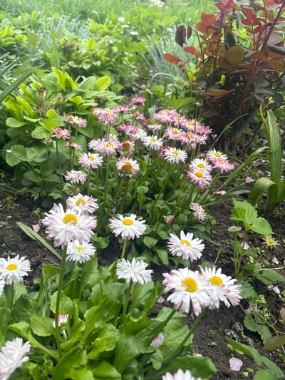 The image shows a patch of daisies with white petals and yellow centers, some with pink-tinged edges, growing in dark soil. Green foliage surrounds the flowers, with other types of plants and foliage visible in the periphery. The location is Yoakim Gruevo, Bulgaria.