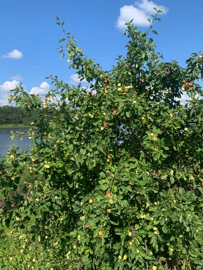 A sunlit outdoor scene features a dense apple tree laden with numerous small, unripe apples in various shades of green and red. The tree is situated on a grassy embankment overlooking a wide body of water, likely a river or lake, which stretches into the background. Beyond the water, a dense forest of green trees is visible. The sky above is a clear, vibrant blue with a few scattered white clouds. The location is identified as Churilovo, Russia. There are no people or animals present in the image.