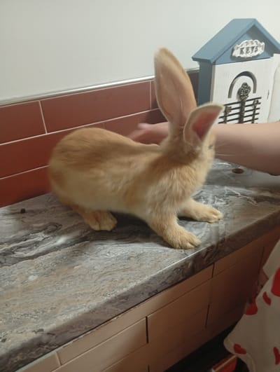 An orange rabbit with long ears is sitting on a marble countertop. A person's arm is visible behind the rabbit, and a key holder shaped like a house is in the background. The rabbit is facing left, with its body slightly angled towards the viewer. The countertop has a gray and white marbled pattern. The wall behind the countertop is tiled with reddish-brown tiles. The key holder is light blue and white and has the word "KEYS" written on it. The scene appears to be indoors, likely in a kitchen or living area.