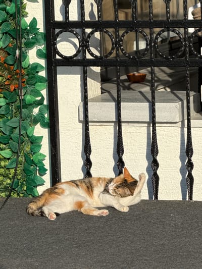 In Süleymanpaşa, Turkey, a calico cat is lying on a dark gray textured surface, possibly a mat or rug, in front of a white wall. The cat is positioned on its side with its head resting on its paw, appearing to be grooming or sleeping. A black wrought iron fence with decorative circular elements is in the background, casting shadows on the wall. To the left of the fence, there is a vertical arrangement of artificial green and orange leaves, resembling a decorative vine. Sunlight illuminates the scene from the right, creating strong shadows. A small, light brown wooden bowl is visible through the bars of the fence, placed on a gray ledge. The environment suggests an outdoor urban setting.