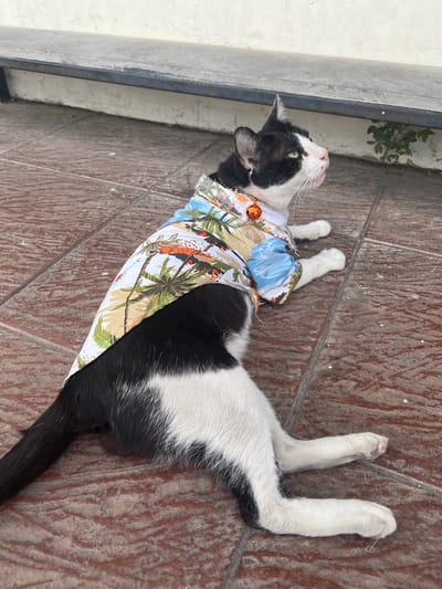 A black and white cat wearing a Hawaiian shirt and an orange bell collar lies on a red tiled floor. The cat is looking up and to the right, with its mouth slightly open. Behind the cat is a white wall with a dark metal bar running along the bottom. Some green plants are growing near the wall. The scene appears to be outdoors, possibly on a patio or walkway. The cat is positioned in Cha-am, Thailand.