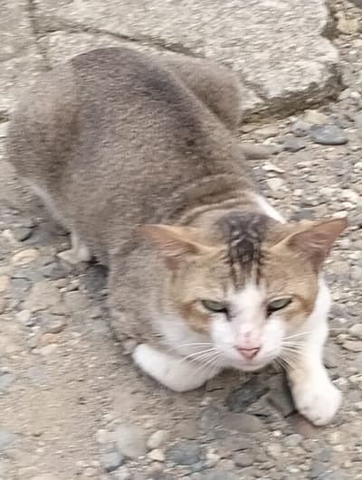 An image taken in Jambo Dalam, Indonesia, depicts a domestic cat lying low on a gravel and concrete surface. The cat exhibits a tabby pattern on its back and sides, primarily a greyish-brown with darker mottling. Its face, chest, belly, and paws are white. Distinctive tan patches are present around its eyes and ears, with dark brown stripes marking the forehead between its ears. The cat has green eyes and a pink nose, with prominent white whiskers. It is positioned with its body extended and front paws tucked slightly forward, head raised, directly facing the camera in a watchful posture. The ground consists of various sized grey and brown pebbles and larger, irregularly shaped light grey concrete or stone fragments.