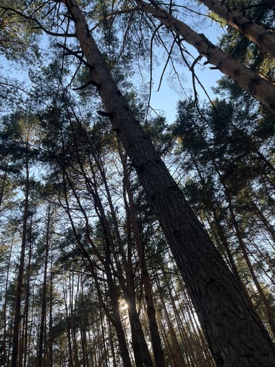 The image shows a low-angle view looking up into a dense forest. The predominant subjects are tall pine trees with rough, dark bark and sparse green needles. The sky is visible through the canopy, appearing a clear, pale blue with some brighter areas indicating the sun. The sun's rays are partially visible filtering through the branches, creating a dappled light effect. The trees are angled and appear to be growing close together. One particularly large, thick pine tree is prominent in the foreground, extending diagonally across the frame from the bottom left towards the upper right. The scene is set in the city of Uhlyshche, Ukraine. There are no people, animals, or man-made objects visible in the image.