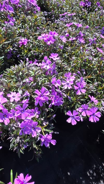 The image shows a dense cluster of purple flowers with five petals each. The flowers are growing amidst green and reddish-brown foliage. The background includes a dark, indistinct area, possibly a shadow or solid surface. There is no indication of a location like the city of Usoika, Bulgaria, or any people, actions, or interactions.