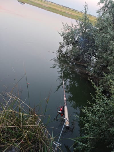 The image shows a fishing rod resting on the bank of a body of water, likely a river or lake, near the city of Zhanajol, Kazakhstan. The water is dark and still, with some debris floating on the surface. A red and white fishing bobber is visible in the water, attached to a fishing line. In the background, a distant shoreline is lined with green vegetation and a few buildings can be seen. The sky above is overcast, with a pale pinkish hue suggesting either sunrise or sunset. The foreground features tall, dry grass and some leafy green bushes. The fishing rod itself is a standard spinning rod with a reel. The overall scene depicts a quiet, natural setting conducive to fishing.