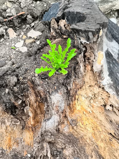 A close-up, top-down view shows a small, vibrant green plant with serrated leaves sprouting from the center of a decaying, charred tree stump. The stump is rough and weathered, with visible cracks and hollows, revealing lighter brown wood beneath the dark, burnt outer layer. The ground around the stump is covered in dark soil, small grey pebbles, and scattered debris. The image is taken outdoors, likely in Kuldīga, Latvia, given the context, and depicts a scene of nature's resilience, with new life emerging from the remains of something old. There are no people or animals present.