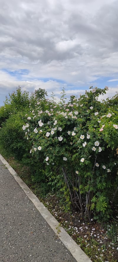 A medium-shot photograph shows a roadside hedge full of white flowers, most likely located in or near the city of Araks, Armenia. The hedge is comprised of green foliage and white, five-petaled flowers with yellow centers. Some fallen petals lie on the ground near the base of the hedge. A gray asphalt road with a concrete curb is visible on the left side of the image. The sky is filled with clouds, with patches of blue visible. There are no people visible in the image. The photo is taken during daylight hours.
