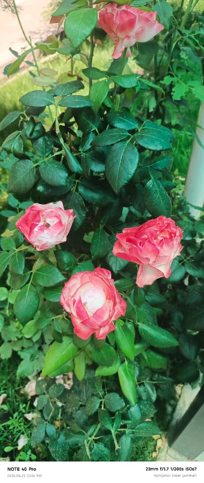 This media file is a close-up, vertical shot of several pink and white roses in bloom, nestled amongst lush green foliage. The roses are the clear subjects, with one prominent bloom at the bottom center and two others partially visible above it. Their petals display a delicate gradient from white in the center to a soft pink at the edges, with some petals showing a more vibrant pink hue. The leaves of the rose bush are a deep green, some slightly glossy, indicating a healthy plant. The background is a soft blur of green grass and possibly a light-colored structure, suggesting an outdoor garden setting during daylight. The lighting appears natural, casting soft shadows and highlighting the texture of the rose petals.

Visible text at the bottom of the image provides metadata: "NOTE 40 Pro" likely refers to the device used to capture the image. The date and time stamp reads "2026.06.25 12:06 PM," placing the photograph in the early afternoon of June 25, 2026. Additional camera settings are listed as "23mm f/1.7 1/200s ISO67," indicating technical photographic details. The final line of text, "Nohijahoi tobei çumhurī," is in a language that appears to be Cyrillic-based and may indicate a location or a caption related to the image's origin or theme. Given the location context provided as Roghun, Tajikistan, the Cyrillic text could be related to that region. The overall mood conveyed is peaceful and appreciative of nature's beauty.